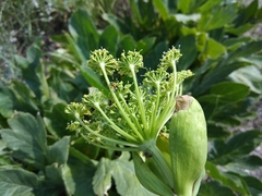 Angelica sachokiana