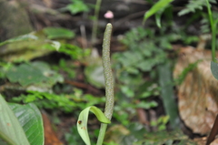 Image of Anthurium tacarcunense