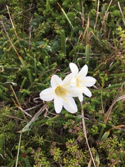 Cyrtanthus loddigesianus