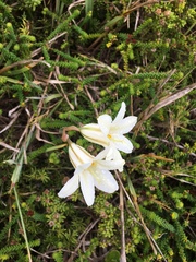Cyrtanthus loddigesianus