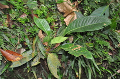 Anthurium tacarcunense