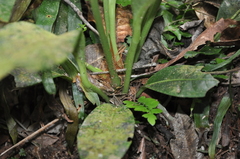 Anthurium tacarcunense