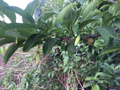 Annona squamosa