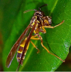 Angiopolybia