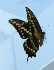 Heraclides thoas brasiliensis