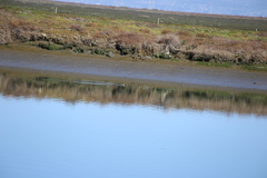 Podiceps auritus