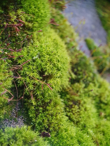 Image of Vinealobryum vineale by no rights reserved