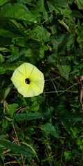 Ipomoea longeramosa