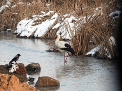 Ciconia ciconia