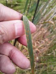 Puccinia graminis