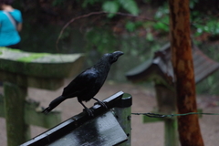 Corvus macrorhynchos