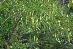 Senna bicapsularis