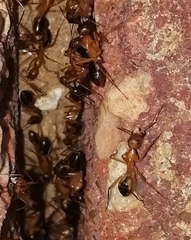 Camponotus aegyptiacus