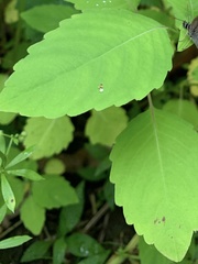 Impatiens pallida