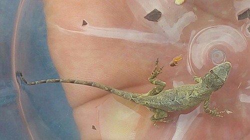 Hidalgo Anole