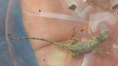Anolis naufragus