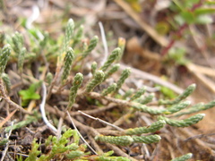 Kelleria
