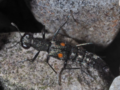 Stenus longipes