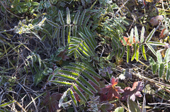 Sanguisorba parviflora