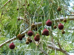 Parkia biglandulosa