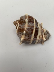 Melongena