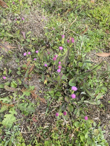 Emilia sonchifolia image