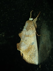 Hemiceras nigrescens