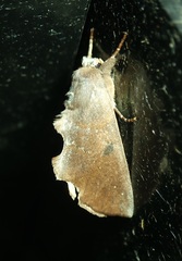 Hemiceras nigrescens