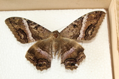 Ascalapha odorata