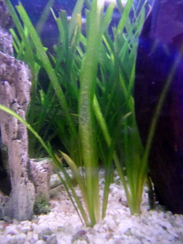 Vallisnérie naine (Vallisneria nana R.Br.)