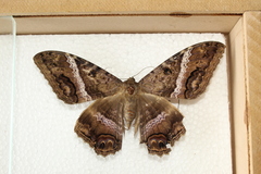 Ascalapha odorata