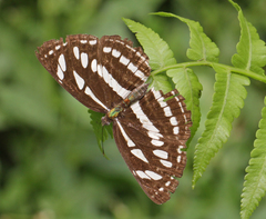Neptis hylas varmona