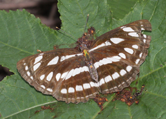 Neptis hylas varmona