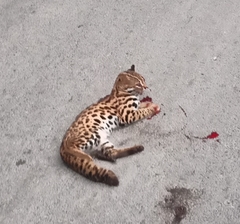 Prionailurus bengalensis