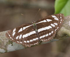 Neptis hylas varmona