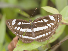 Neptis hylas varmona