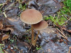 Psathyrella obtusata