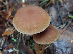 Psathyrella obtusata