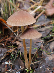 Psathyrella obtusata
