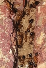 Camponotus aegyptiacus