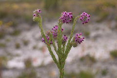 Erica barbigeroides