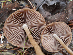 Psathyrella obtusata