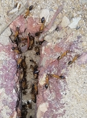 Camponotus aegyptiacus