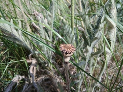 Papaver paucifoliatum