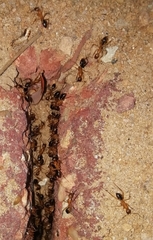 Camponotus aegyptiacus
