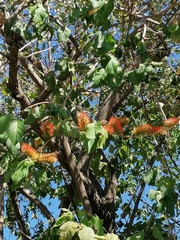 Combretum farinosum