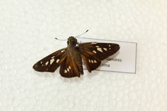 Calpodes ethlius