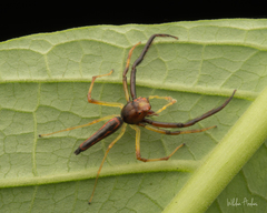 Viciria pavesii
