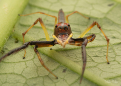 Viciria pavesii