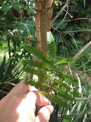 Piptadenia gonoacantha